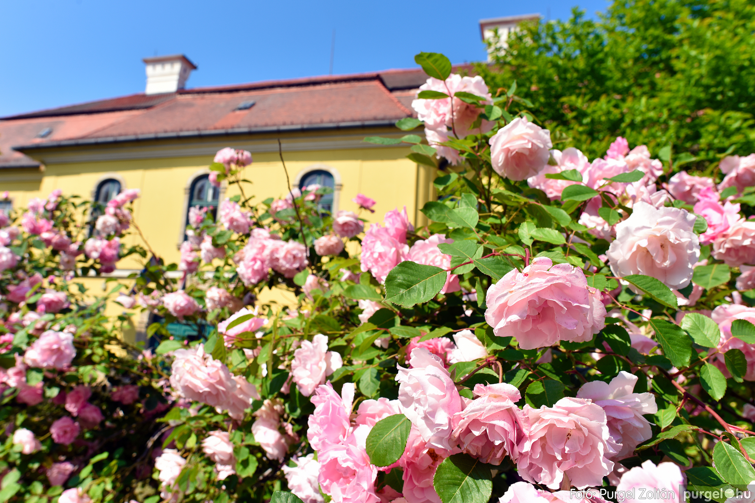 Virágba borultak a Károlyi-kastély rózsái